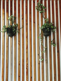 The vines plant in the pot  hanging on the wall makes the environment energetic and alive 
