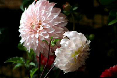 Close-up of pink dahlia flowers