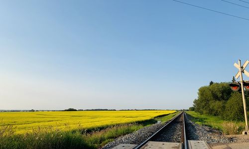 Railroad track amidst canola field against clear sky