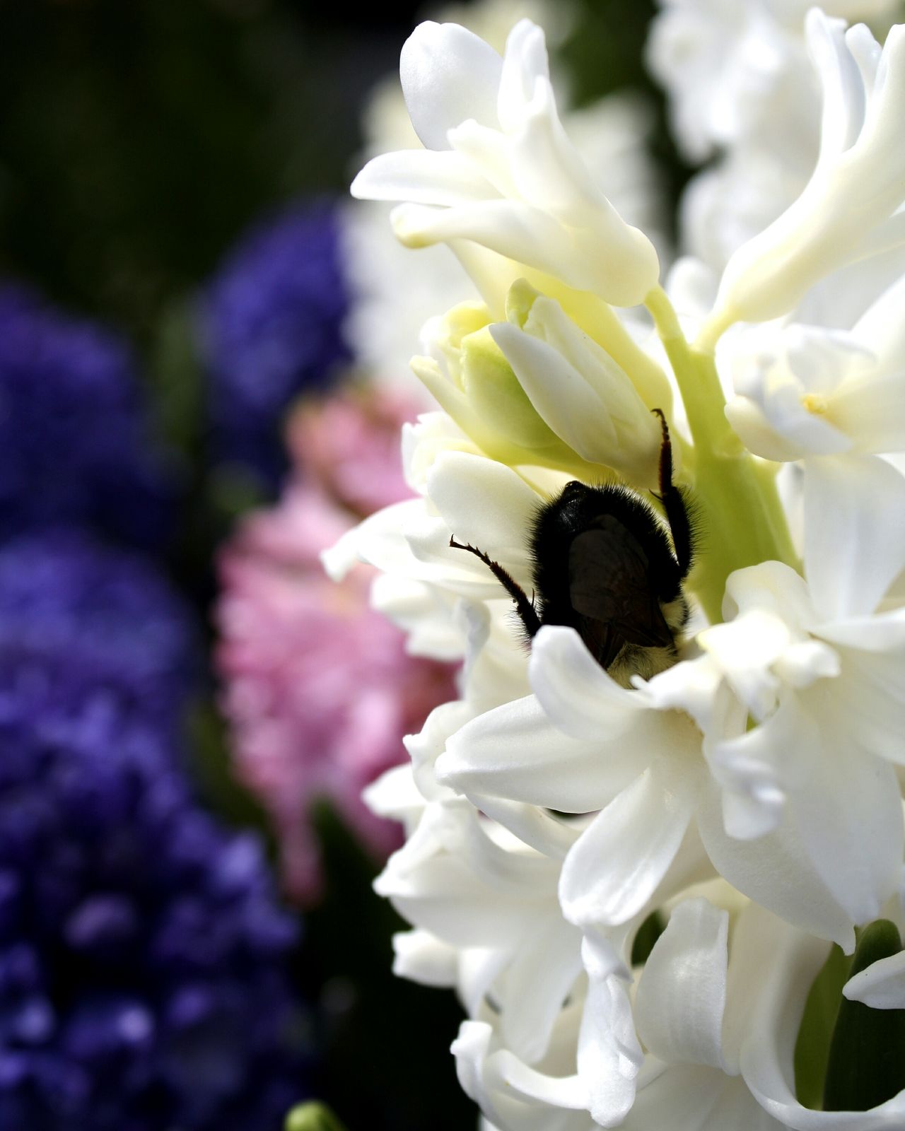 Bee on flower