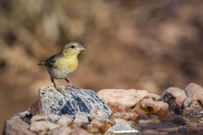 Close-up of bird perching on rock