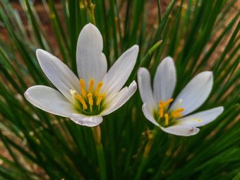 Close-up of white flower