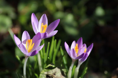 Close-up of purple crocus flowers on field