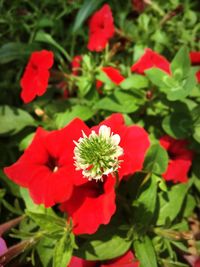 Close-up of red flowers