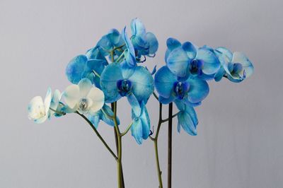 Close-up of blue flowers against white background