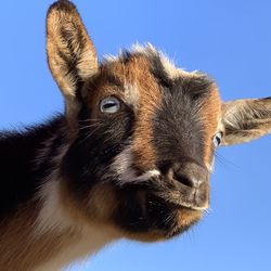 Close-up portrait of a young goat against clear blue sky