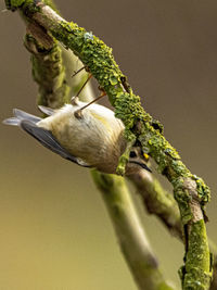 Close-up of bird perching on branch