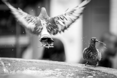 Close-up of birds flying