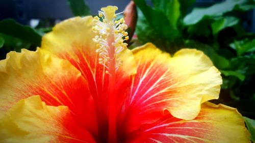 Close-up of yellow flower