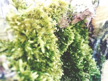 Close-up of plant growing outdoors