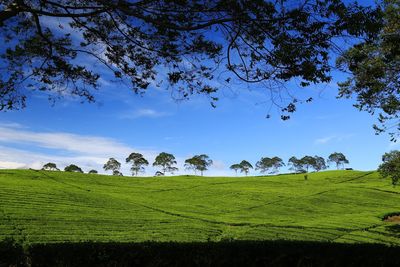 Trees on field against sky