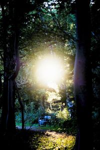 Sun shining through trees in forest