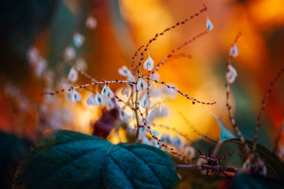 Close-up of autumn leaves on tree