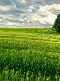 Scenic view of agricultural field against sky