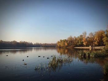 Birds swimming in lake against clear sky