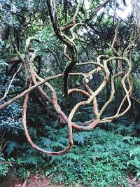 Close-up of tree roots