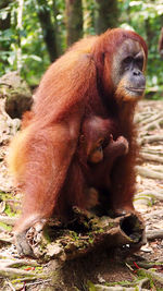 Close-up of orangutan with infant at forest