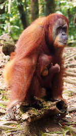 Close-up of monkey in forest
