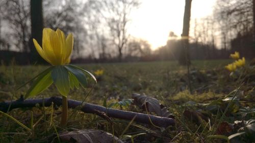 Close-up of flower growing on field