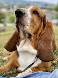 Close-up of dog looking away while sitting on field - blues posing beautiful