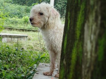 Close-up of dog on grass