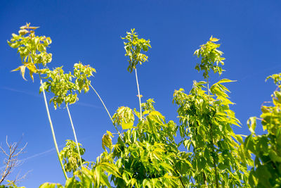 Low angle view of flowering plants against blue sky