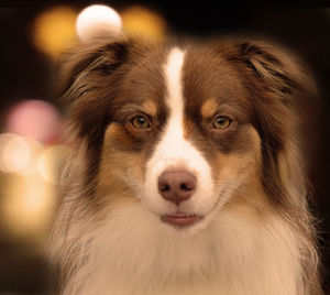 Close-up portrait of a dog