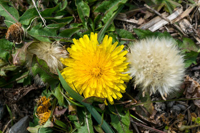 High angle view of yellow flowers blooming on field