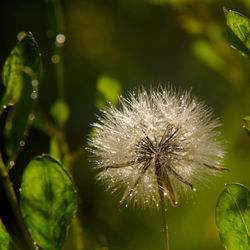 Close-up of dandelion on plant