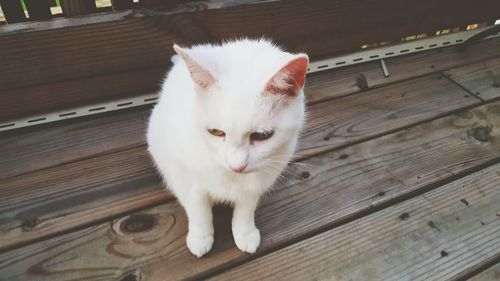 Portrait of white cat on wooden floor