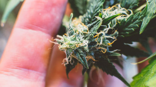 Close-up of hand holding medical cannabis