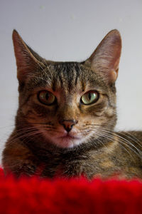 Close-up portrait of a cat