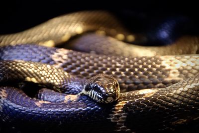 Close-up of snake