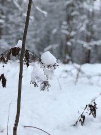 Close-up of snow covered plant on field