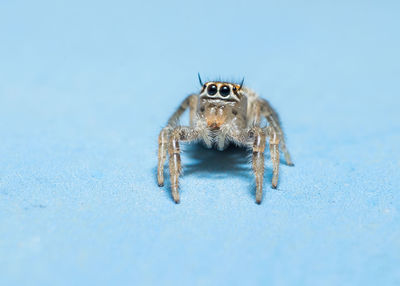 Close-up of spider