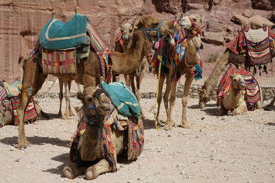 Camels waiting for tourists