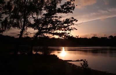 Silhouette of trees at sunset