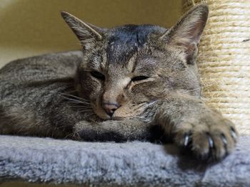 Close-up of cat sleeping