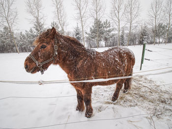 Horse on snow covered land