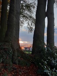 Trees against sky during sunset