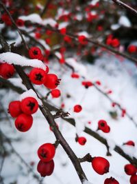 Snow covered red berries, winter still life, beauty in nature