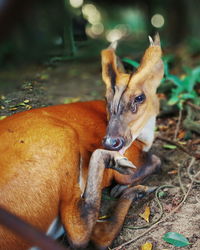 Close-up of rabbit