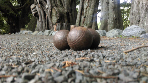 Close-up of shells on ground