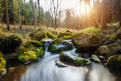 Stream flowing through rocks in forest