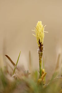 Close-up of yellow flowering plant on field