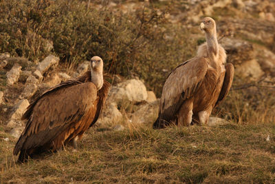 Birds on a land