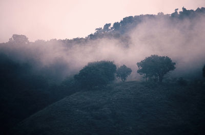 Trees on landscape against sky