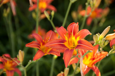 Close-up of orange lilies