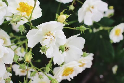 Close-up of white flowers