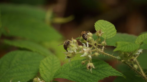 Close-up of insect on plant